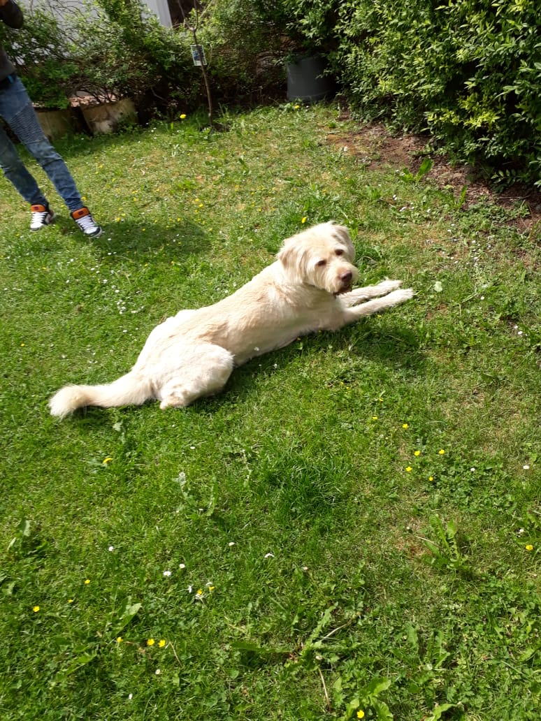 Mein schöner Hund HUNDESALON LEISTUNGEN